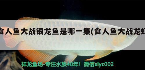 食人魚大戰(zhàn)銀龍魚是哪一集(食人魚大戰(zhàn)龍蝦)