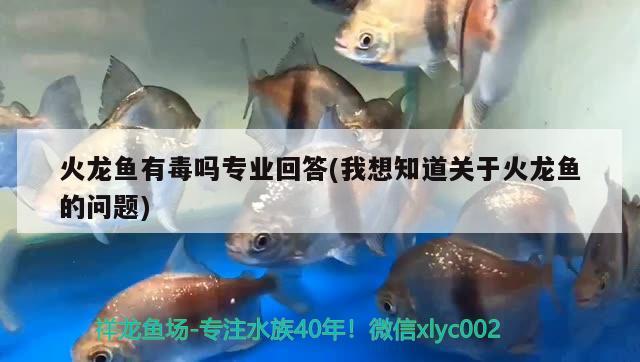 火龍魚有毒嗎專業(yè)回答(我想知道關(guān)于火龍魚的問題) 黃金貓魚