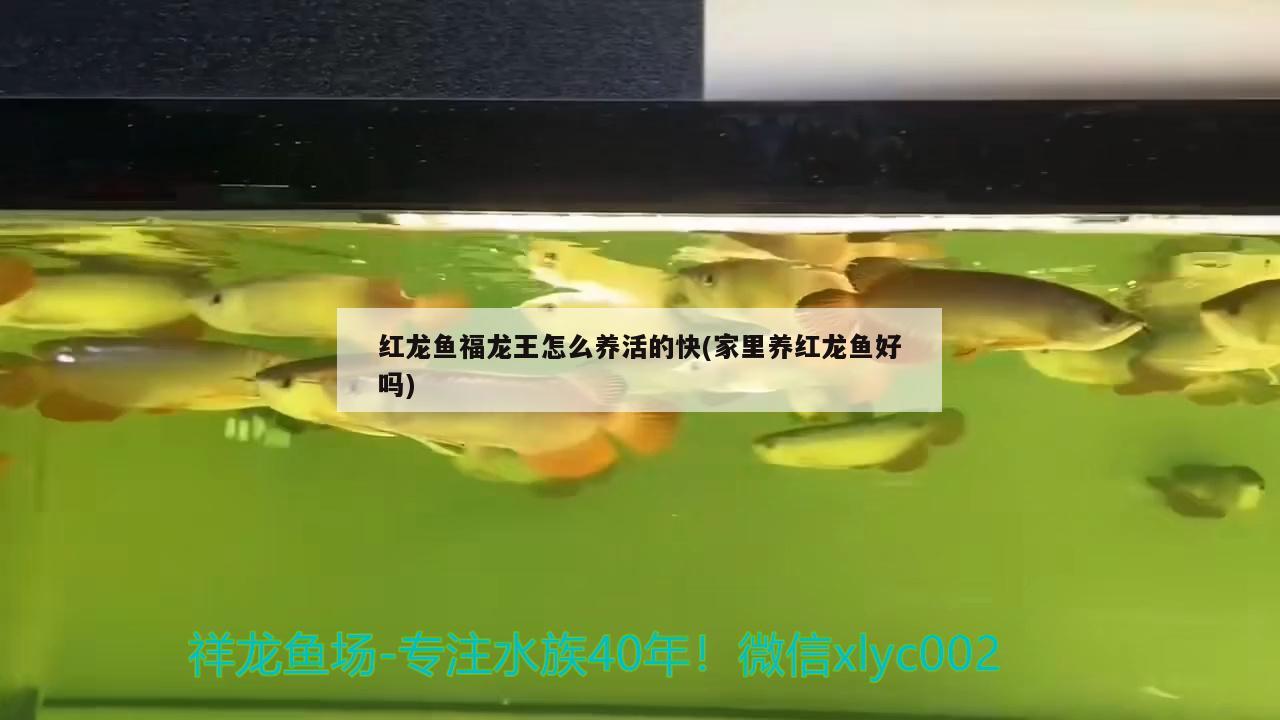 紅龍魚福龍王怎么養(yǎng)活的快(家里養(yǎng)紅龍魚好嗎) 夢(mèng)幻雷龍魚