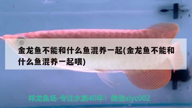 金龍魚不能和什么魚混養(yǎng)一起(金龍魚不能和什么魚混養(yǎng)一起喂)