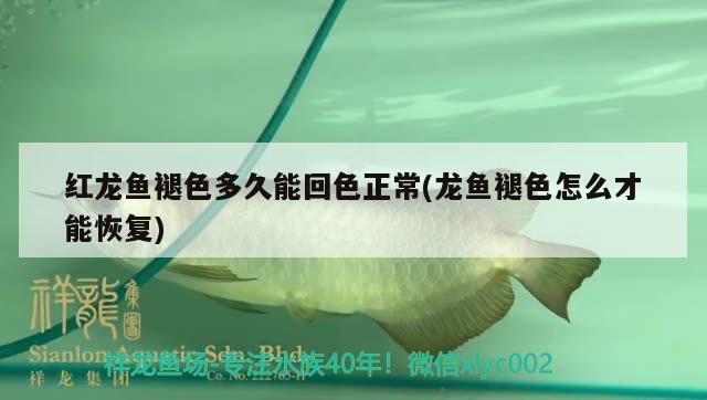 紅龍魚褪色多久能回色正常(龍魚褪色怎么才能恢復(fù))