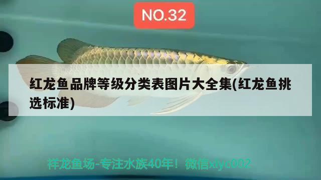 觀賞魚之家論壇官網(wǎng)觀賞魚之家app（觀賞魚之家論壇官網(wǎng)）（觀賞魚論壇網(wǎng)站哪個(gè)好） 大湖紅龍魚 第3張