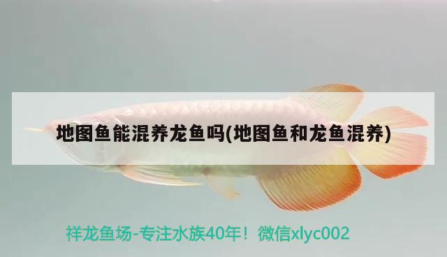 地圖魚(yú)能混養(yǎng)龍魚(yú)嗎(地圖魚(yú)和龍魚(yú)混養(yǎng))