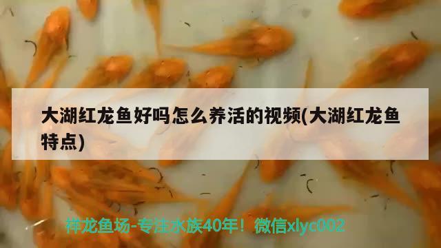 大湖紅龍魚好嗎怎么養(yǎng)活的視頻(大湖紅龍魚特點) 大湖紅龍魚