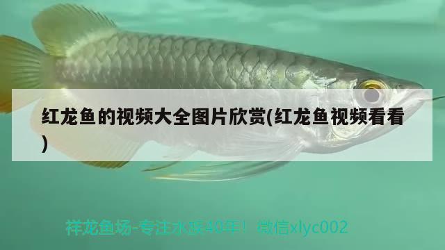 紅龍魚的視頻大全圖片欣賞(紅龍魚視頻看看) iwish愛唯希品牌魚缸