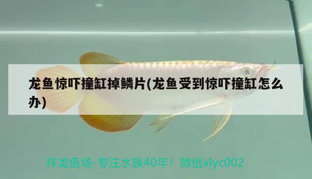 龍魚驚嚇撞缸掉鱗片(龍魚受到驚嚇撞缸怎么辦)