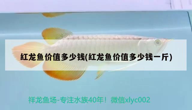 紅龍魚價值多少錢(紅龍魚價值多少錢一斤)