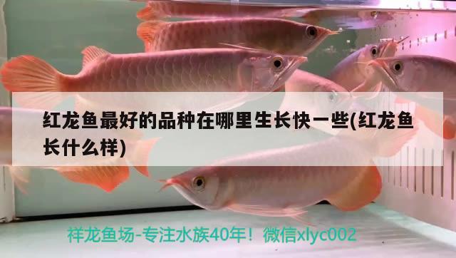 紅龍魚最好的品種在哪里生長快一些(紅龍魚長什么樣) 哥倫比亞巨暴魚苗