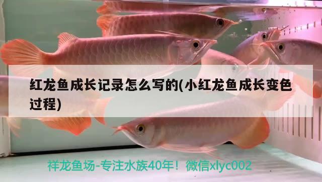 紅龍魚成長記錄怎么寫的(小紅龍魚成長變色過程)