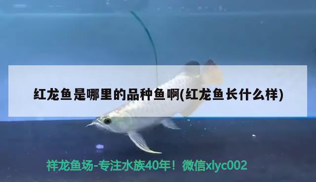 紅龍魚是哪里的品種魚啊(紅龍魚長什么樣) 非洲金鼓魚