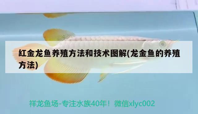 紅金龍魚養(yǎng)殖方法和技術(shù)圖解(龍金魚的養(yǎng)殖方法)