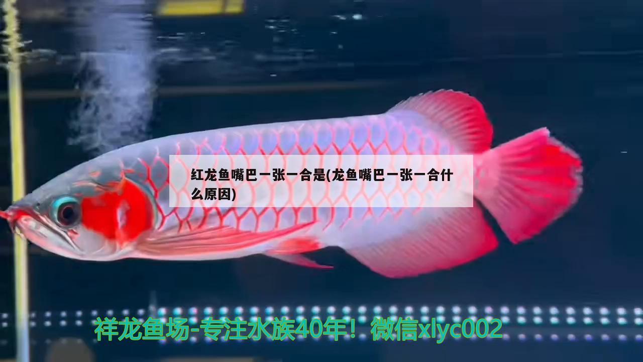 紅龍魚嘴巴一張一合是(龍魚嘴巴一張一合什么原因)