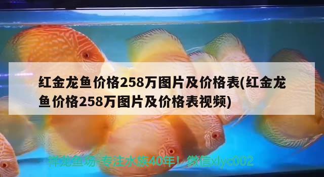 紅金龍魚價(jià)格258萬圖片及價(jià)格表(紅金龍魚價(jià)格258萬圖片及價(jià)格表視頻) 白子銀版魚