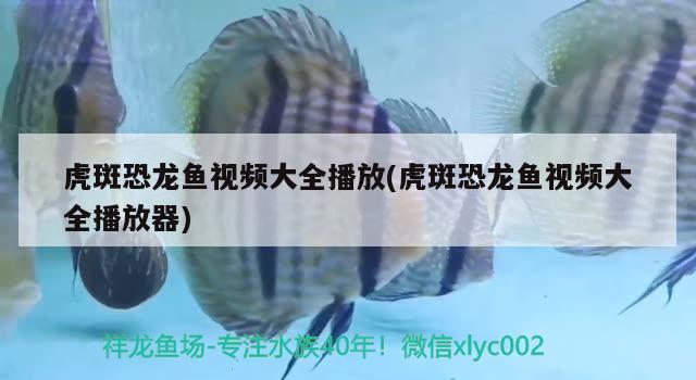 虎斑恐龍魚視頻大全播放(虎斑恐龍魚視頻大全播放器)