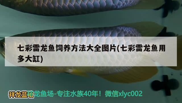 七彩雷龍魚飼養(yǎng)方法大全圖片(七彩雷龍魚用多大缸)