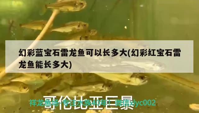 幻彩藍(lán)寶石雷龍魚(yú)可以長(zhǎng)多大(幻彩紅寶石雷龍魚(yú)能長(zhǎng)多大) 水族世界