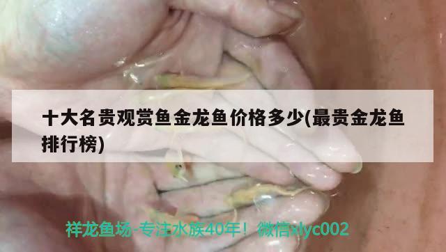 幻彩紅寶石雷龍魚吃什么(幻彩紫寶石雷龍魚) 魚缸清潔用具