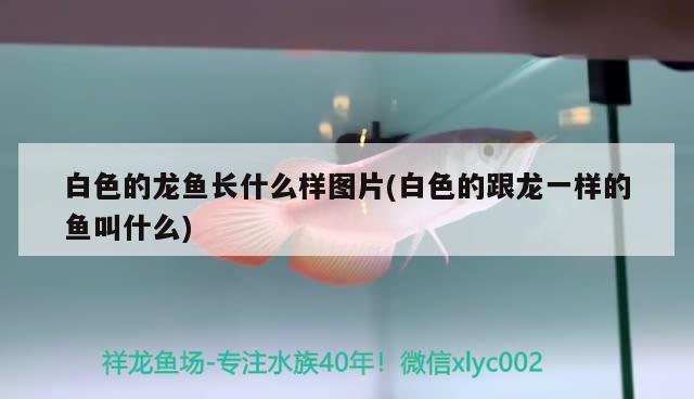 福麗特觀賞魚市場在哪個位置，福麗特市場在哪個位置（北京水族市場） 觀賞魚市場（混養(yǎng)魚） 第2張