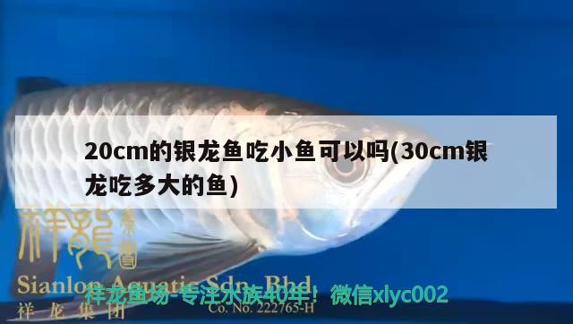 20cm的銀龍魚吃小魚可以嗎(30cm銀龍吃多大的魚) 銀龍魚