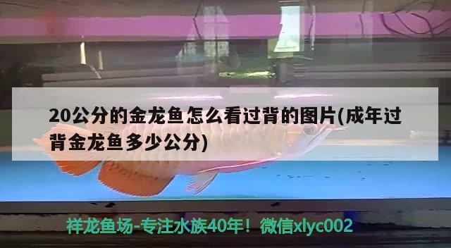 20公分的金龍魚怎么看過(guò)背的圖片(成年過(guò)背金龍魚多少公分)