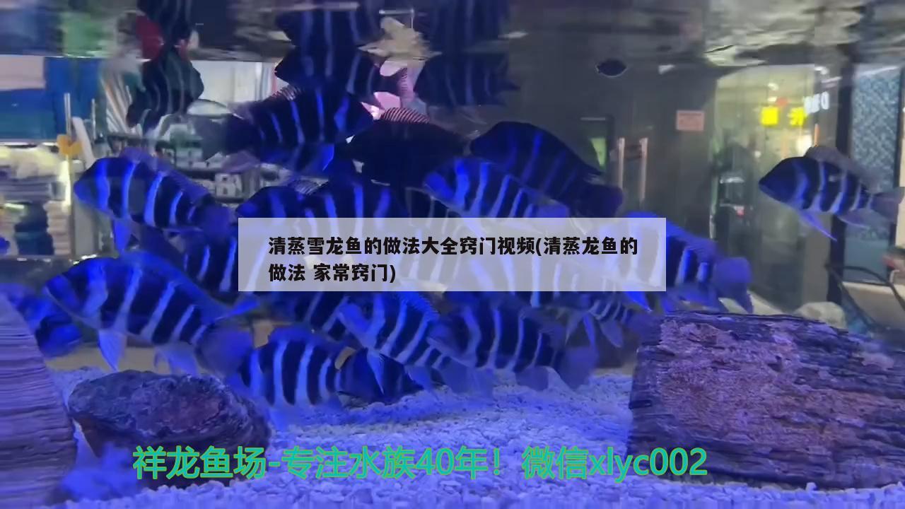 清蒸雪龍魚的做法大全竅門視頻(清蒸龍魚的做法家常竅門)