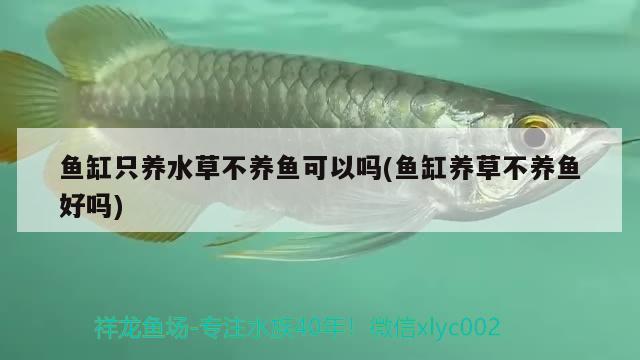 魚缸只養(yǎng)水草不養(yǎng)魚可以嗎(魚缸養(yǎng)草不養(yǎng)魚好嗎)