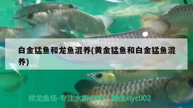 白金猛魚和龍魚混養(yǎng)(黃金猛魚和白金猛魚混養(yǎng)) 申古三間魚