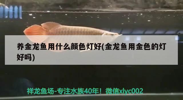 養(yǎng)金龍魚用什么顏色燈好(金龍魚用金色的燈好嗎)