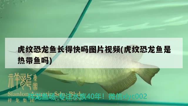 虎紋恐龍魚長得快嗎圖片視頻(虎紋恐龍魚是熱帶魚嗎) 魚缸水質(zhì)穩(wěn)定劑