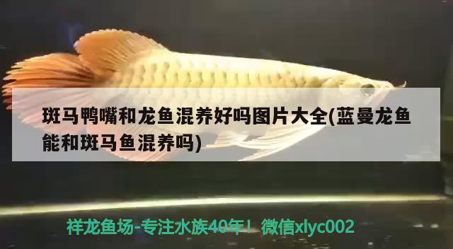 斑馬鴨嘴和龍魚混養(yǎng)好嗎圖片大全(藍(lán)曼龍魚能和斑馬魚混養(yǎng)嗎)