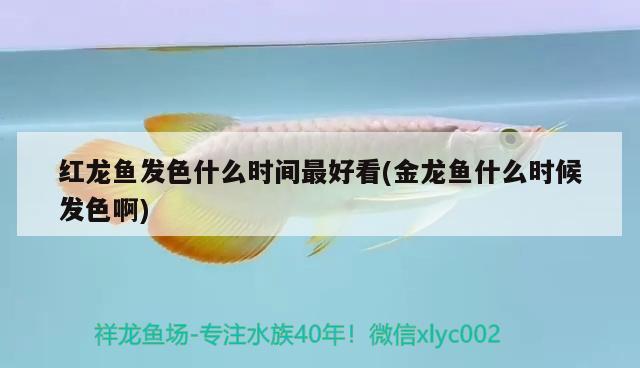 紅龍魚(yú)發(fā)色什么時(shí)間最好看(金龍魚(yú)什么時(shí)候發(fā)色啊) 水族用品