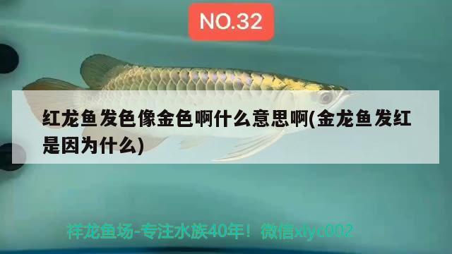 紅龍魚(yú)發(fā)色像金色啊什么意思啊(金龍魚(yú)發(fā)紅是因?yàn)槭裁?