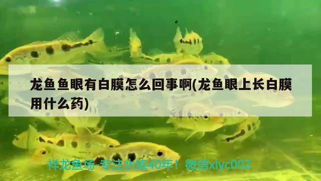 魚缸可以加過濾水嗎（魚缸可以加過濾水嗎）