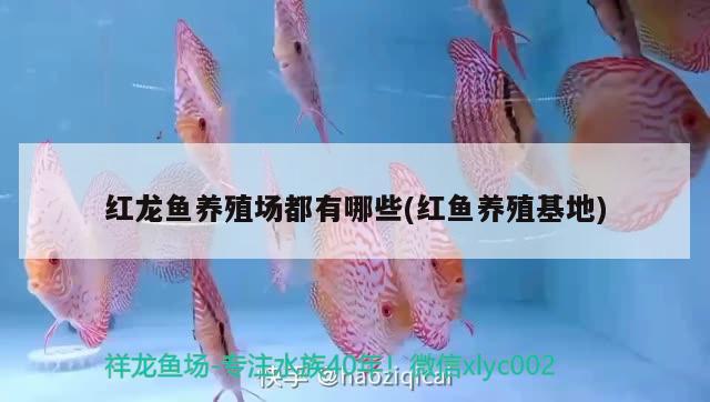 紅龍魚養(yǎng)殖場都有哪些(紅魚養(yǎng)殖基地) 廣州觀賞魚魚苗批發(fā)市場