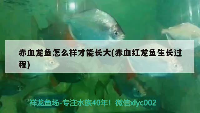 赤血龍魚怎么樣才能長(zhǎng)大(赤血紅龍魚生長(zhǎng)過程) 眼斑魚