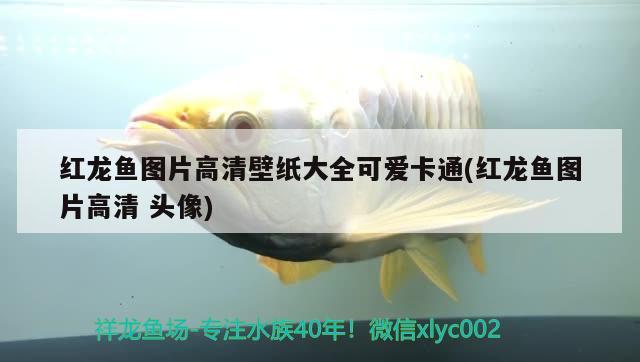 魚(yú)缸可以加過(guò)濾水嗎（魚(yú)缸可以加過(guò)濾水嗎）