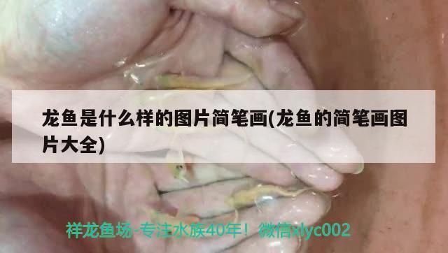 龍魚是什么樣的圖片簡筆畫(龍魚的簡筆畫圖片大全) 斑馬鴨嘴魚