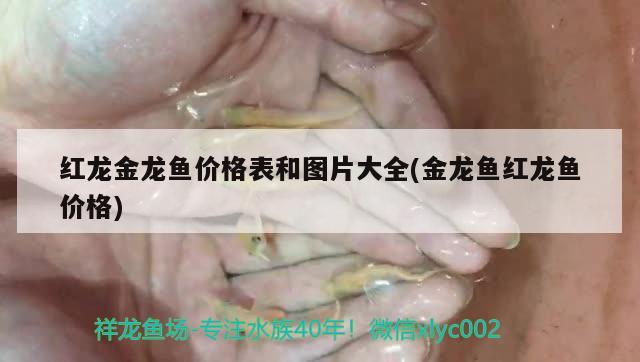 60厘米高的魚缸適合養(yǎng)什么魚，60公分長的魚缸適合養(yǎng)什么魚 非洲象鼻魚 第3張