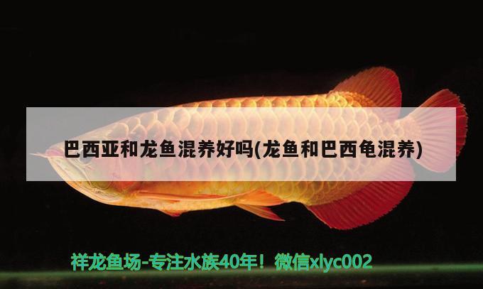 巴西亞和龍魚混養(yǎng)好嗎(龍魚和巴西龜混養(yǎng))