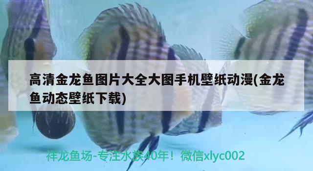 高清金龍魚圖片大全大圖手機(jī)壁紙動漫(金龍魚動態(tài)壁紙下載)