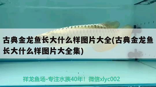 60厘米高的魚缸適合養(yǎng)什么魚，60公分長(zhǎng)的魚缸適合養(yǎng)什么魚