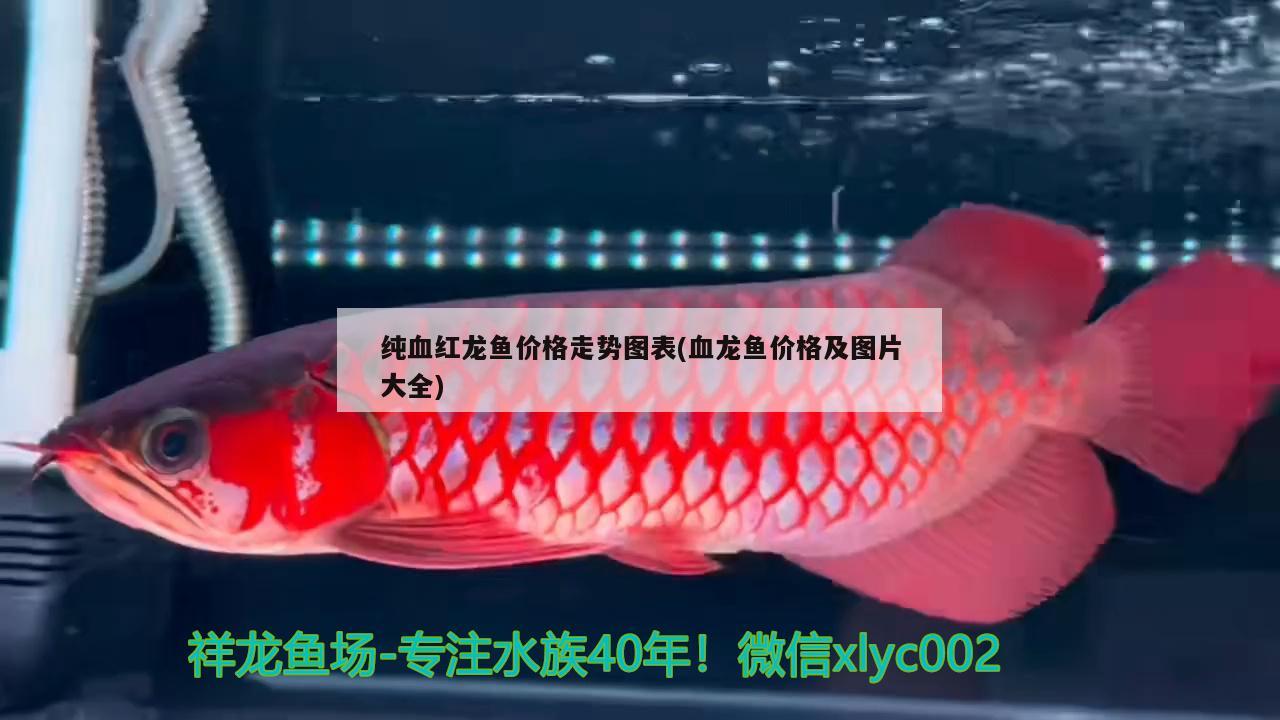 純血紅龍魚價格走勢圖表(血龍魚價格及圖片大全) 刀魚魚