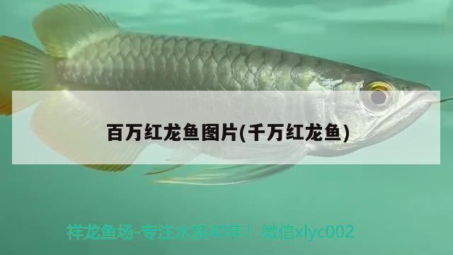 百萬紅龍魚圖片(千萬紅龍魚)