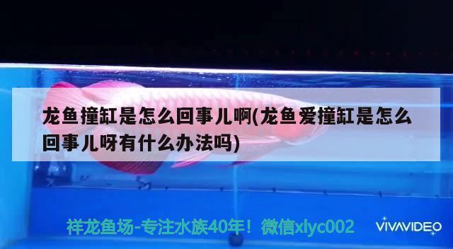 魚缸過濾器不上水怎么回事：魚缸過濾器不出水怎么回事 廣州水族批發(fā)市場 第1張