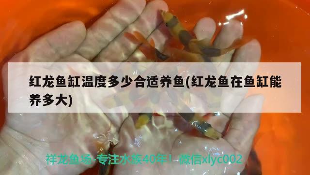 紅龍魚缸溫度多少合適養(yǎng)魚(紅龍魚在魚缸能養(yǎng)多大) 朱巴利魚苗