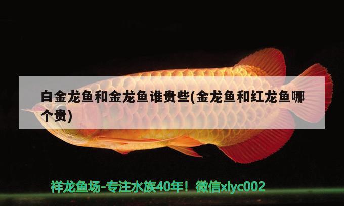 白金龍魚和金龍魚誰貴些(金龍魚和紅龍魚哪個貴) 銀龍魚苗