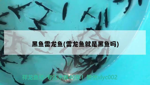 黑魚雷龍魚(雷龍魚就是黑魚嗎)