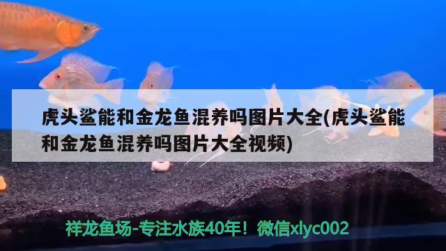 嘉興哪里有賣魚缸的市場（愛爾克的燈光閱讀答案） 白子紅龍魚 第1張