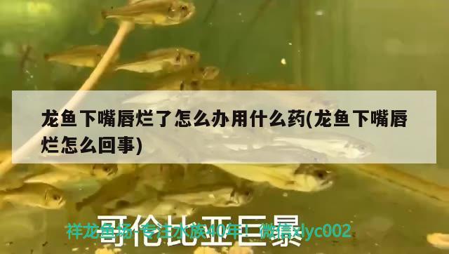 龍魚下嘴唇爛了怎么辦用什么藥(龍魚下嘴唇爛怎么回事)