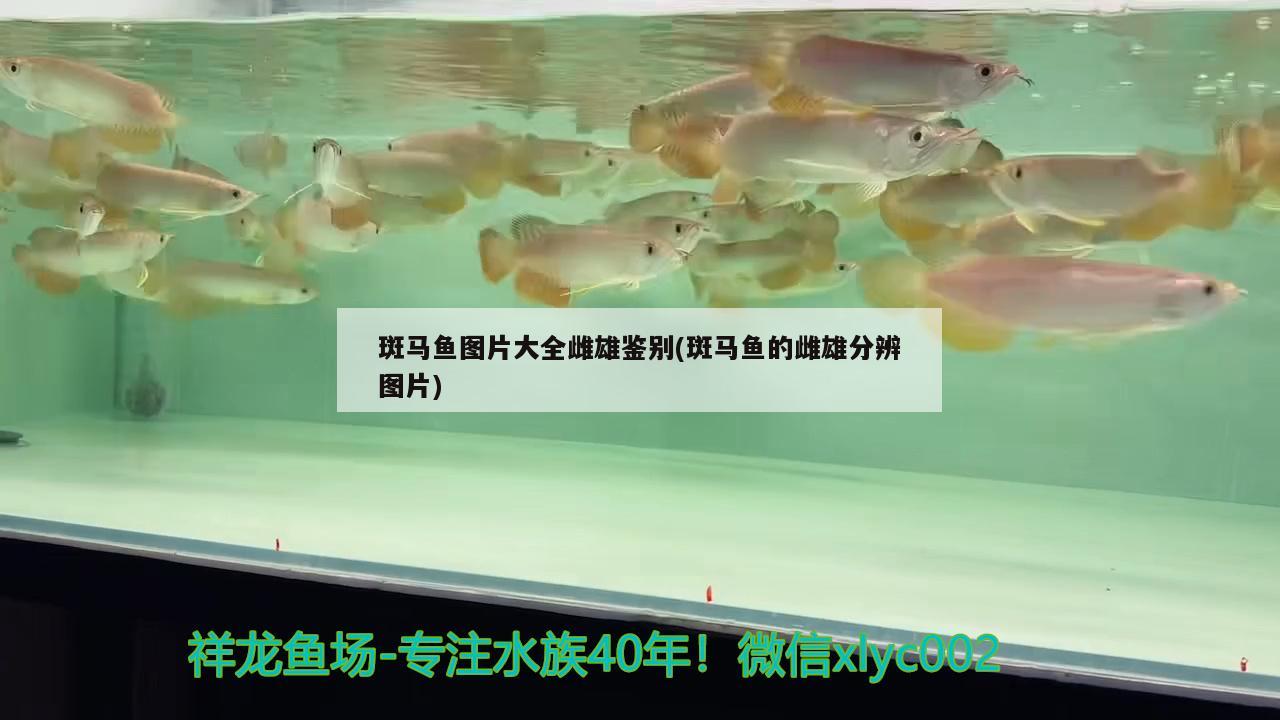 斑馬魚圖片大全雌雄鑒別(斑馬魚的雌雄分辨圖片)